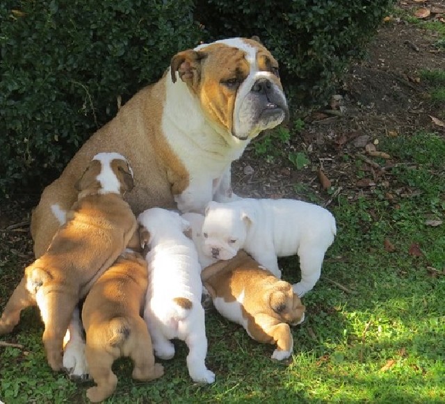Foto 1 - Presente inglês bulldog cachorros